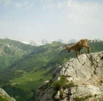 The Alpine Ibex (0)