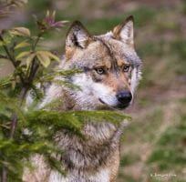 The Wolf (0)