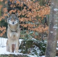The Wolf (0)