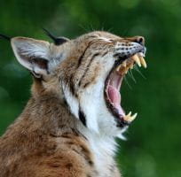 The Boreal Lynx (0)
