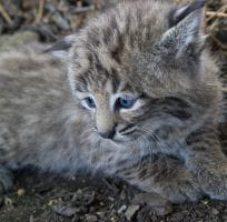 The Boreal Lynx (0)