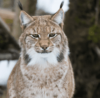 The Boreal Lynx (0)