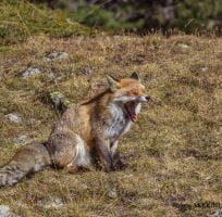 The Red Fox (0)