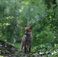 The Red Fox (0)