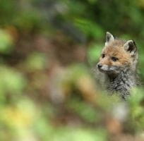 The Red Fox (0)