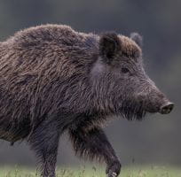 Wild boar (0)