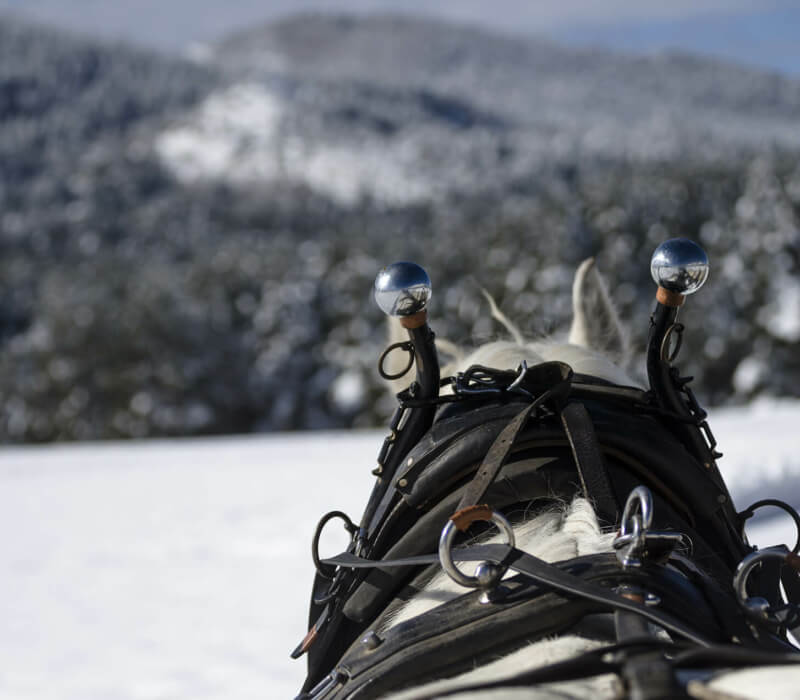 GUIDED SAFARI SLEIGH/HORSE-DRAWN (DEPENDING ON SNOW)